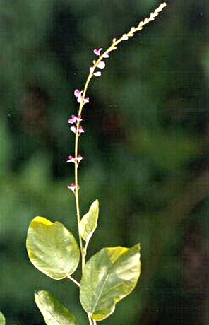 DESMODIUM GANGETICUM